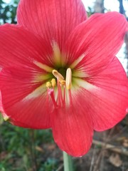 Fototapeta na wymiar red tulip flower