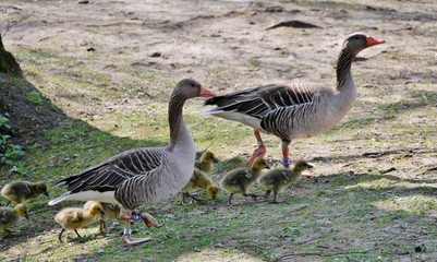Gänsefamilie im Park