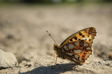 Nahansicht eines kleinen Perlmuttfalters