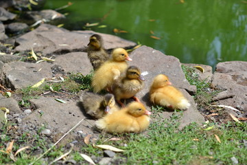 Baby ducks on the bank
