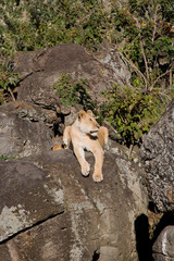 Fototapeta na wymiar Lioness and cubs in the early morning sun, Kenya