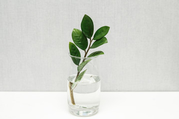 Plant in a glass vase on a light background