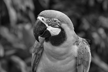 black and white parrot