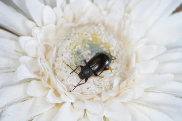 black beetle on flower