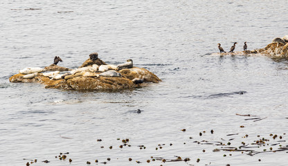 Harbor seals resting on the rocks surrounded by water
