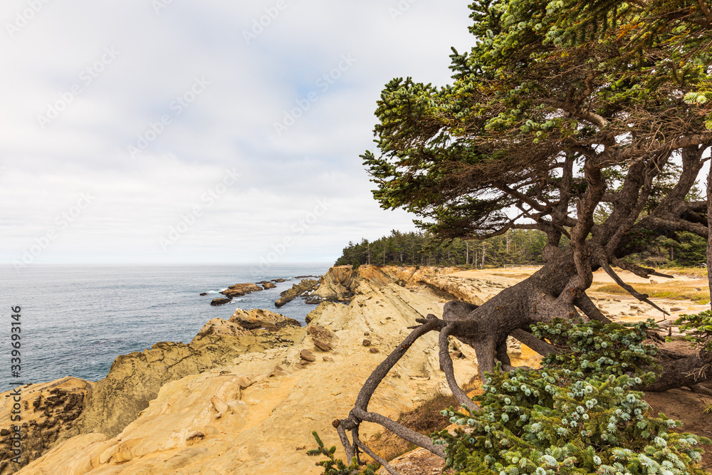 Wall mural tree hanging by roots at edge of cliff looking toward ocean
