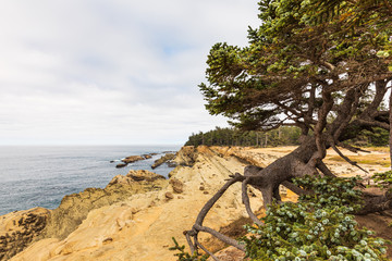 Tree hanging by roots at edge of cliff looking toward ocean