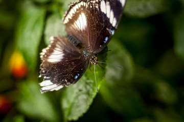 Beautiful and colorful macro photography butterfly.