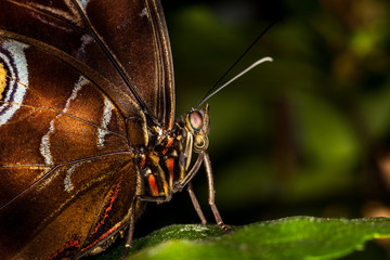 Beautiful and colorful macro photography butterfly.