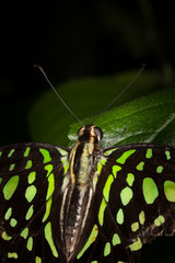 Beautiful and colorful macro photography butterfly.