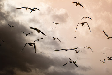 birds fly