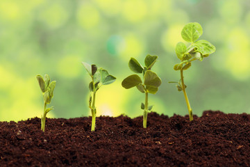 Germination pea sprout in soil