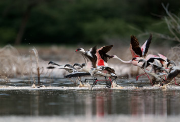 Lesser Flamingos takeoff at lake Bogoria at dusk