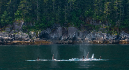 Pod of ocra dorsal fins break the surface as they cruise the Alaskan coast - 339693754