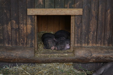 Śpiące prosiaki, świnki