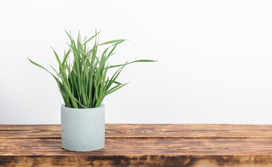 Houseplant cat grass in concrete flower pot at the wooden table with the white wall background. Minimalism decor in scandinavian style with copy space.