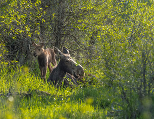 A mother moose rests in the grass as her baby plays nearby