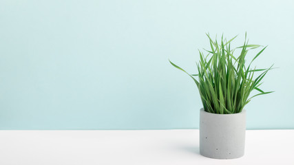 Houseplant green grass in concrete flower pot on a table near blue wall. Stylish photography, home decor, minimalism with copy space.