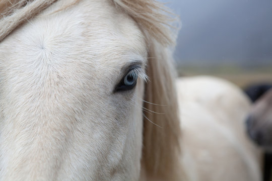 Islandpferde in Island - In freier Natur vor Bergen