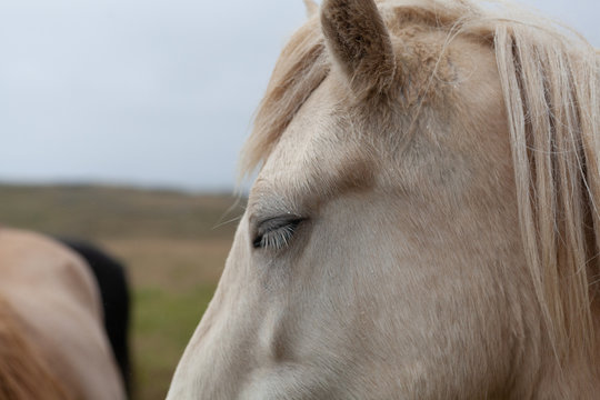 Islandpferde in Island - In freier Natur vor Bergen
