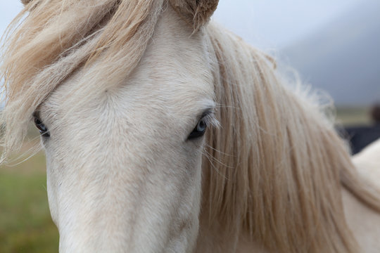 Islandpferde in Island - In freier Natur vor Bergen