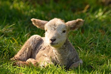 Cute lamb on the grass portrait