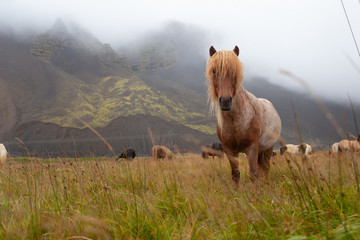 Naklejka premium Islandpferde in Island - In freier Natur vor Bergen