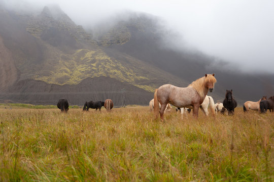 Islandpferde in Island - In freier Natur vor Bergen