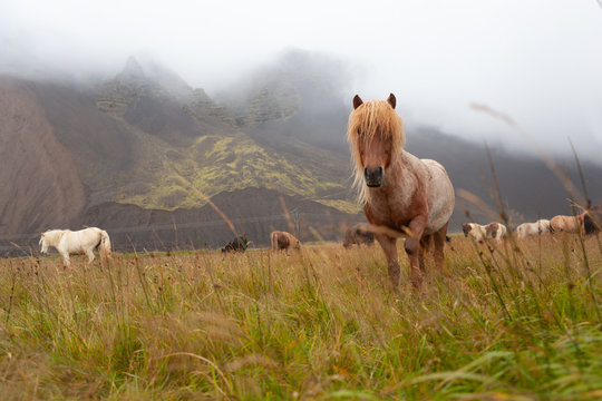 Islandpferde in Island - In freier Natur vor Bergen
