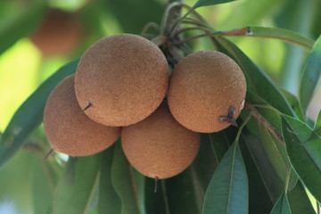 Chicozapote