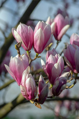 Magnolia soulangeana also called saucer magnolia flowering springtime tree with beautiful pink...