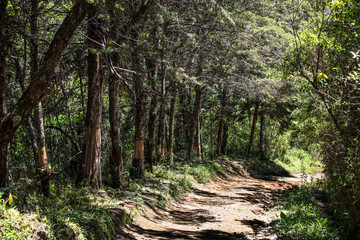 Caminho e floresta de pinheiros