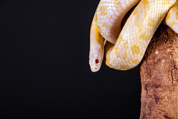 Beautiful hybrid snake, crossing of two species, corn snake and rat snake