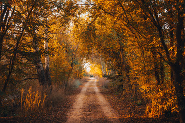 Autumn forest road through fall Autumn leaves sunny day