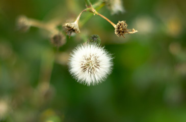 dandelion seed head