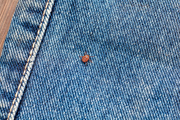 A true ixodid mite blood sucking parasite carrying the acarid disease sits on a On a white field on a hot summer day, hunting in anticipation of the victim