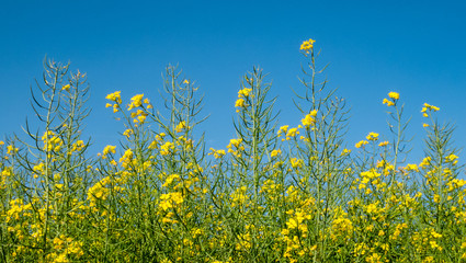 Blooming Rapeseed Field in Summer