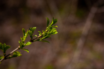 green leaves in spring