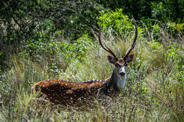 deer in the grass