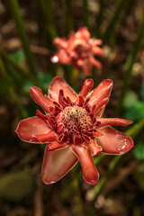 Etlingera eliator (pporcelain roses), close up
