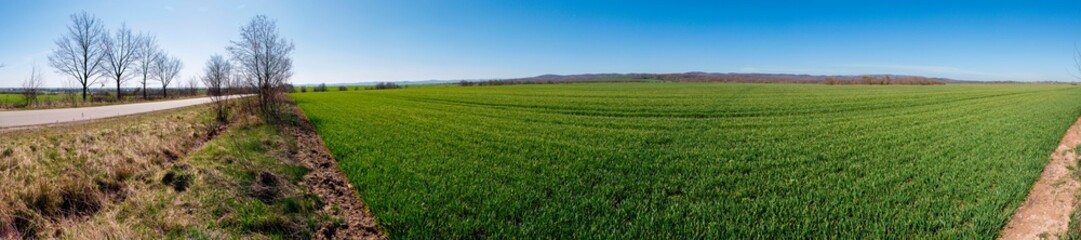 Fototapeta na wymiar green winter wheat fields and spring sunny day highway with cloudless sky