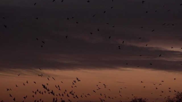 Crows in the winter in large flocks nature birds England UK 4K