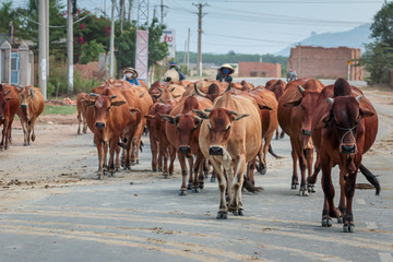 30.04.2015, Phan Thiet, Vietnam. Several Vietnamese shepherds drive cows to pasture on the road in the early morning.