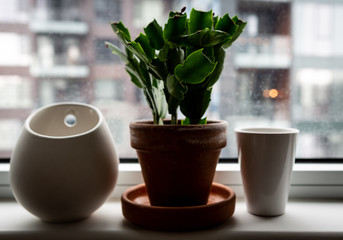 Potted plant on a window sill in an urban environment