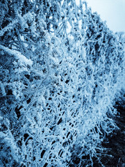 frosty natural pattern
