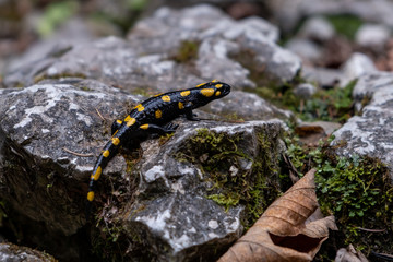 lizard on a stone