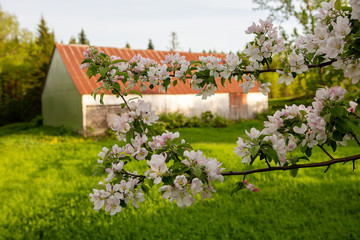 Fototapeta na wymiar Apple blossoms in front of an old barn