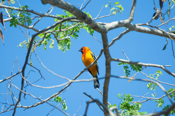 Calandria Dorso Rayado