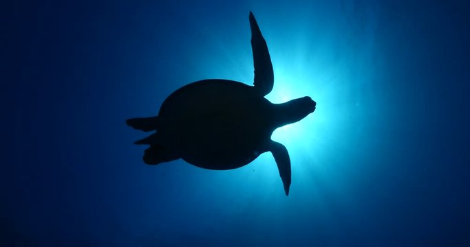 turtle underwater swim slow motion with sun ocean scenery blue water