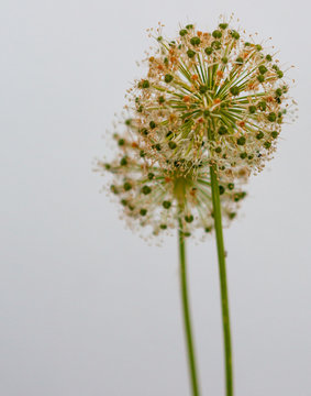 Allium flowers close up on white background